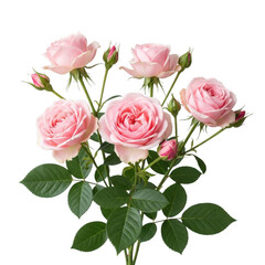 Fototapeta premium Delicate pink roses isolated on transparent background