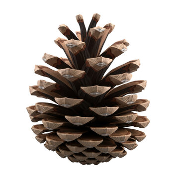 A detailed brown pine cone with textured scales isolated on white background