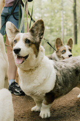 Fototapeta premium dog is lying on grass with his tongue hanging out. pet looks happy and relaxed. Cardigan Welsh corgi on walk in park with owner, a professional dog walker. animal training and care.
