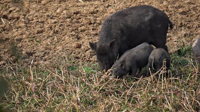 Wild Boar with Baby Feeding in Natural Habitat. Feral Pig Mother and Piglet Searching for Food in Field. Wild Pig Family Grazing Close Up. Piglet Close Up.