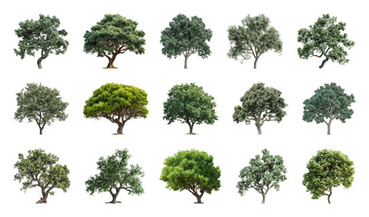 Obraz premium PNG Diverse tree collection image on transparent background