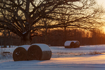 winter landscape with a wooden fence © talavietis