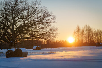 sunset in the snow © talavietis