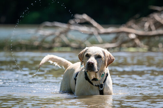 Wet golden labrador retriever wading in the water of a lake with a stream of droplets created by its waging tail.