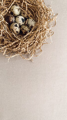 Quail eggs in a nest. Still life aesthetic