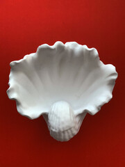 Seashell on white background