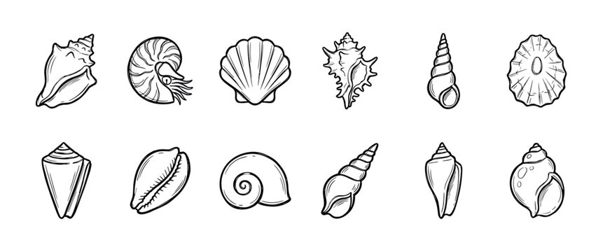 Collection of twelve different seashell illustrations in a hand-drawn black and white line art style, featuring various types like conch, scallop, nautilus, and murex