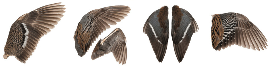 Fototapeta premium Realistic House Martin Wings Set Isolated on White Background for Photo Manipulation, Dark Blue and White Delichon Urbicum Feathers, Songbird Flight Elements