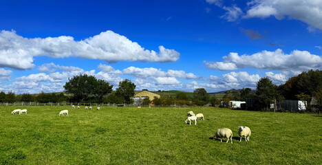 Fototapeta premium “A quiet rural moment: sheep graze on a lush green field beneath soft clouds drifting across a vivid blue sky near Low Lane, Keighley, UK.”
