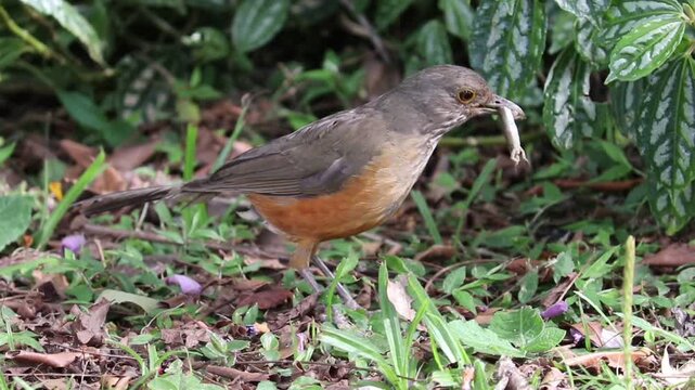 Rufous-bellied Thrush With a Lizard in Its Beak &ndash; Wildlife Behavior	