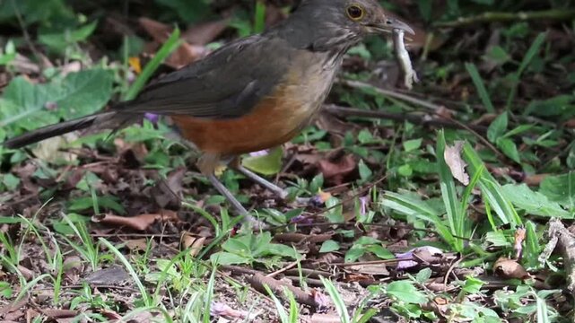 Rufous-bellied Thrush With a Lizard in Its Beak &ndash; Wildlife Behavior	