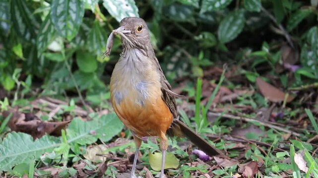 Rufous-bellied Thrush With a Lizard in Its Beak &ndash; Wildlife Behavior	