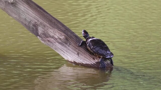 Wild turtle swimming peacefully in a natural lake