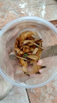 Group of flying termites "Laron" or alates in a plastic cup, winged ants trapped after rain, insect behavior in tropical region, close up of Laron insects