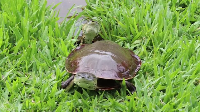 Wild turtle swimming peacefully in a natural lake	