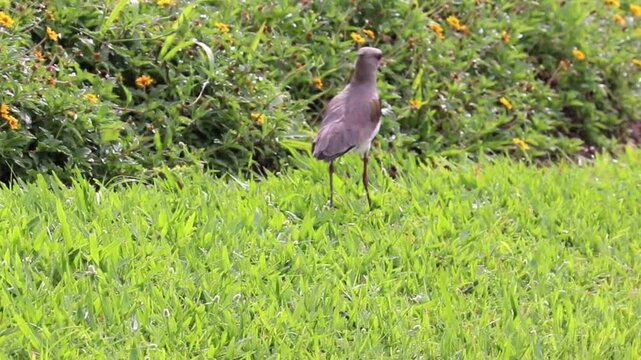 Southern Lapwing standing on green grass in urban park