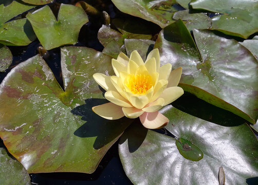 Naples, Italy, April 24, 2017. The large, round, dark green leaves of water lilies cover the water of a pond in the city's botanical garden. In the foreground, a large flower with light yellow petals