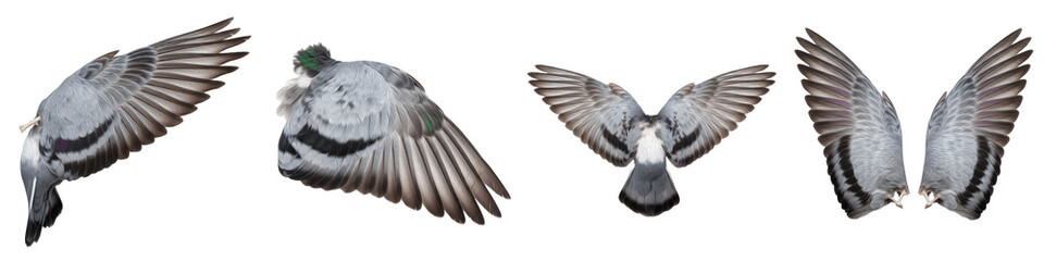 Feral Rock Pigeon Bird Flight Sequence, Grey Feathers Wings Spread in Motion, Isolated on White Background PNG, Columba Livia Wing Action Study Set