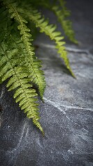 Fototapeta premium Delicate fern fronds growing along the edge of a large slab of weathered granite, soft overcast light creating even shadows, muted green ferns against dark gray stone