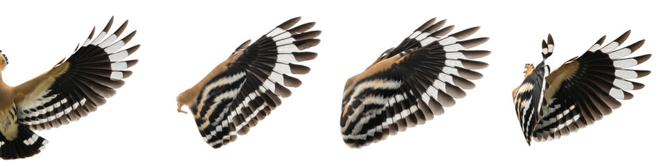 Eurasian Skylark Bird Flight Sequence, Small Brown Speckled Wings Spread in Motion, Isolated on White Background PNG, Alauda Arvensis Wing Action Study Set, Songbird Flight Cutout