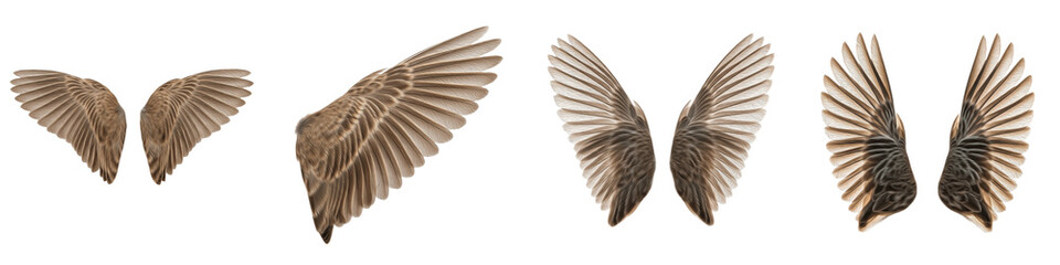 Common Song Thrush Bird Flying Sequence, Brown Speckled Feathers Wings Spread in Motion, Isolated on White Background PNG, Bird Wings Study Set, Avian Flight Action Element Cutout