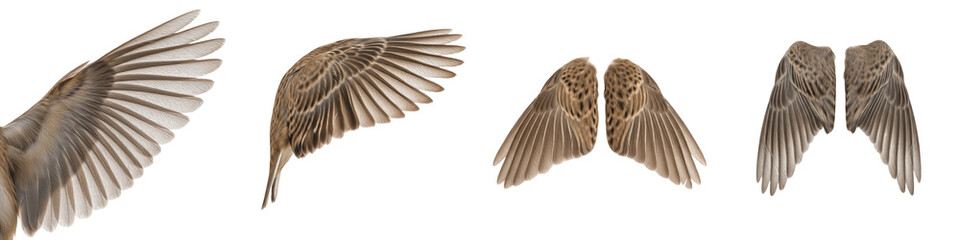 Eurasian Wren Bird Flight Sequence, Tiny Brown Wings Spread in Motion, Isolated on White Background PNG, Troglodytes Troglodytes Flying Study Set, Avian Wing Action Cutout Design