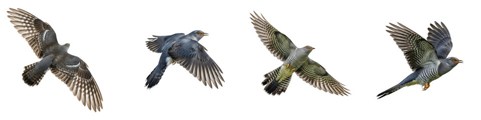 Common Cuckoo Flying Sequence Isolated on White Background PNG Transparent, Set of Cuckoo in Different Flight Positions, Wild Bird Wings Spread Motion Study for Design