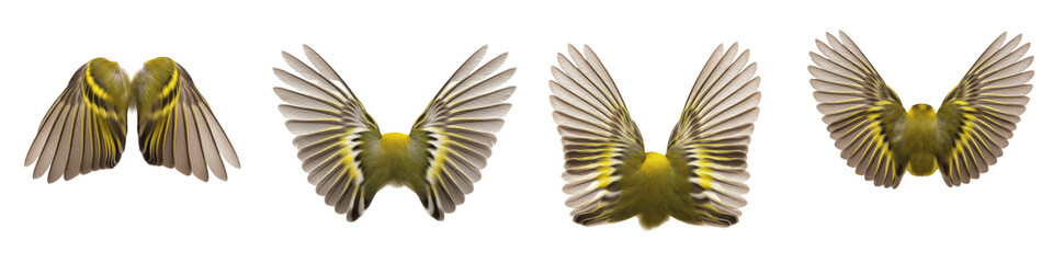 Weaver Bird Wing Collection Featuring Detailed Yellow and Brown Ornate Plumage Isolated on White Background PNG Mockup