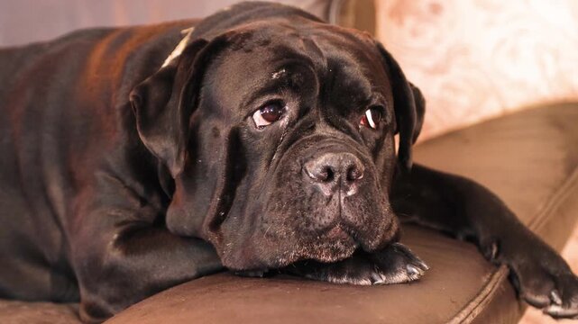 A cute adult female Cane Corso on a leather sofa
