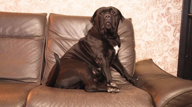 A cute adult female Cane Corso on a leather sofa