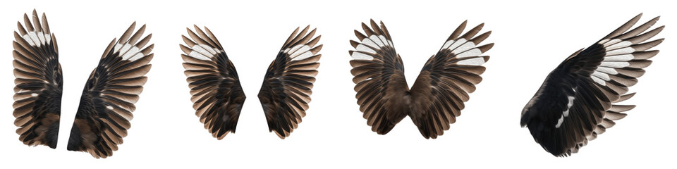 Realistic Common Myna and Starling Wing Collection Featuring Detailed Brown and White Ornate Plumage Isolated on White Background PNG Mockup