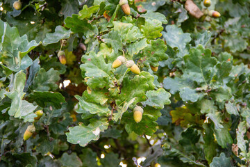 Oak tree branches adorned with vibrant green leaves and acorns, showcasing the beauty of nature and the changing seasons in a lush environment