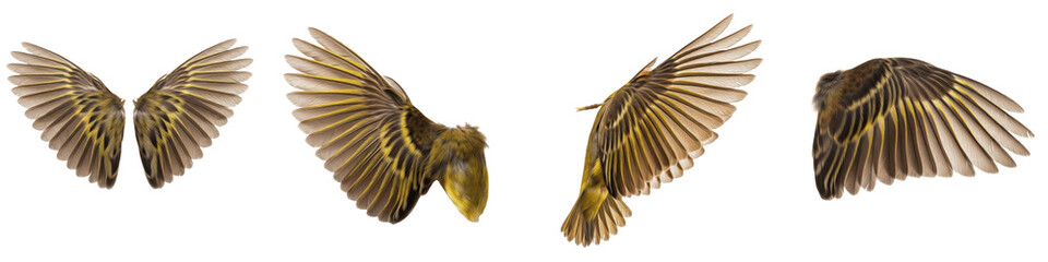 Realistic Baya Weaver and Weaver Bird Wing Collection Featuring Detailed Brown and Yellow Ornate Plumage Isolated on White Background PNG Mockup