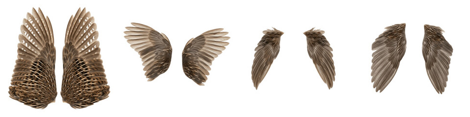 Realistic Thrush and Songbird Wing Collection Featuring Detailed Brown Mottled Plumage and Dynamic Flight Postures Isolated on White Background PNG Mockup