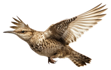 Fototapeta premium PNG Flying animal bird beak.