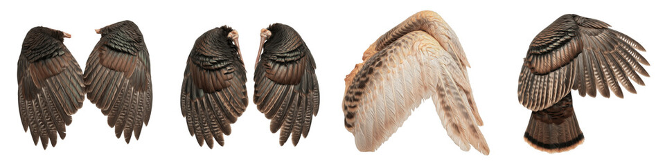 Realistic Wild Turkey and Gallinaceous Bird Wing Collection Featuring Detailed Barred Plumage Patterns Isolated on White Background PNG Mockup