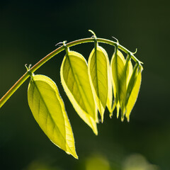 Backlit acacia leaves with translucent yellow green leaflets on dark background