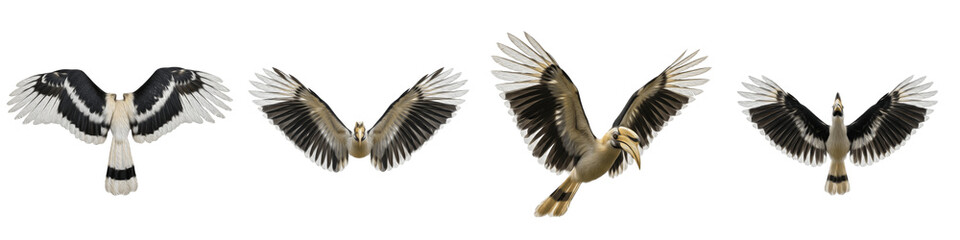 Realistic Hornbill and Exotic Bird Wing Collection Featuring Ornate Black, Tan, and White Plumage Isolated on White Background PNG Mockup