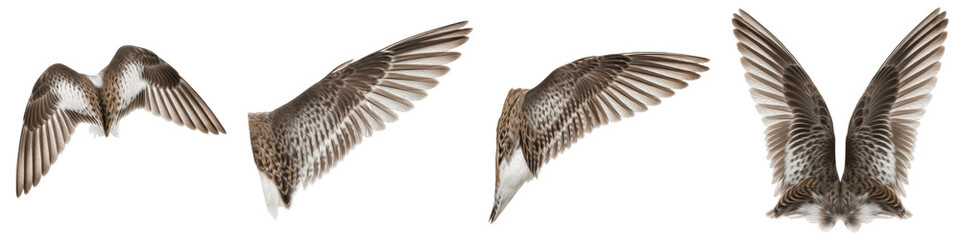 Realistic Large Bird and Predator Wing Collection Featuring Detailed Plumage and Dynamic Flight Postures Isolated on White Background PNG Mockup