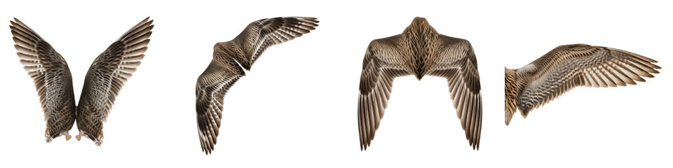 Realistic Peregrine Falcon Wing Collection Featuring Detailed Speckled Feather Patterns and Dynamic Flight Postures Isolated on White Background PNG Mockup