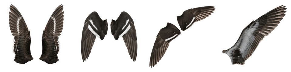 Realistic Cinnamon Teal and Waterfowl Wing Collection Featuring Rich Brown Plumage and Distinctive White Accents Isolated on White Background PNG Mockup