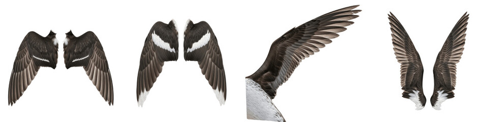 Realistic Pintail and Large Bird Wing Collection Featuring Detailed Plumage and Dynamic Flight Postures Isolated on White Background PNG Mockup
