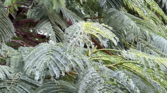 Close-up of plant leaves covered in ice crystals after freezing rain, sparkling winter texture background, extreme cold weather nature detail with copy space.