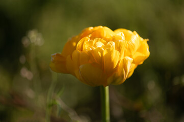 Yellow tulip flower glowing in sunlight with green blurred background