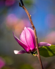 Pink magnolia flower bud blooming on branch with soft blue background