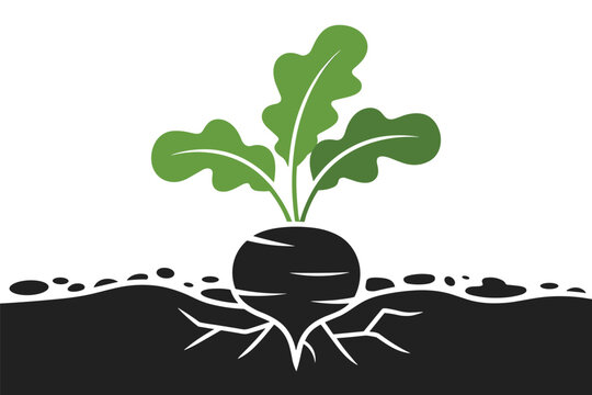 Beet Plant Growing in Soil, organic farming concept