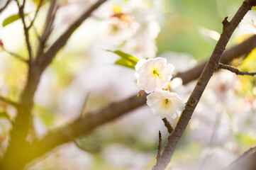 White cherry blossoms blooming on branch in soft spring sunlight
