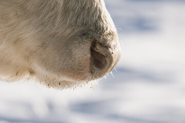 Close up of cow muzzle in winter light, detailed livestock texture showing rural authenticity, farming reality and natural animal presence