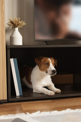 Cute Jack Russell Terrier dog lying inside a wooden TV cabinet shelf in a cozy living room interior