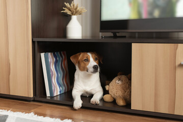 Adorable Jack Russell Terrier lying inside a wooden TV cabinet shelf in a cozy living room interior